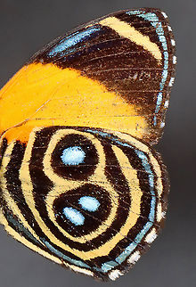 Eunomia Eighty-eight - Callicore eunomia Quite worn, but still pretty! It's native to the upper Amazon.

*Part of my personal insect collection
https://www.jungledragon.com/image/111042/eunomia_eighty-eight_-_callicore_eunomia.html Callicore eunomia,Eunomia eighty-eight,Geotagged,United States,Winter