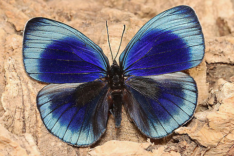 Leprieurs Glory - Asterope leprieuri *Pinned specimen*

Native to South America - Colombia, Brazil, and Bolivia Asterope leprieuri,Geotagged,Leprieurs glory,United States,Winter