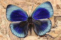 Leprieurs Glory - Asterope leprieuri *Pinned specimen*<br />
<br />
Native to South America - Colombia, Brazil, and Bolivia Asterope leprieuri,Geotagged,Leprieurs glory,United States,Winter