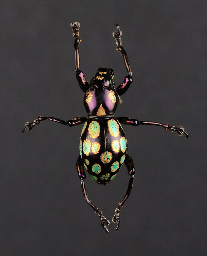 Weevil - Pachyrrhynchus gemmatus Native to the Philippines.<br />
<br />
*Specimen is part of my insect collection Geotagged,Pachyrrhynchus,Pachyrrhynchus gemmatus,United States,Winter,beetle,weevil