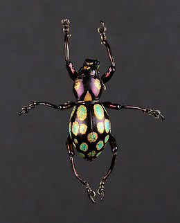 Weevil - Pachyrrhynchus gemmatus Native to the Philippines.

*Specimen is part of my insect collection Geotagged,Pachyrrhynchus,Pachyrrhynchus gemmatus,United States,Winter,beetle,weevil