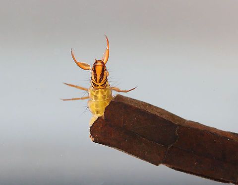 Caddisfly Larva - Family Phryganeidae This larva was quite large. I didn't remove it from the case, but would guess it to be around 40 mm long.  It had an orange head with dark brown stripes. Its case was made of leaf fragments that had been cut and stacked like rings.

Habitat: Collected from a small, woodland pond Geotagged,Phryganeidae,Spring,Trichoptera,United States,caddisfly,caddisfly larva,larva