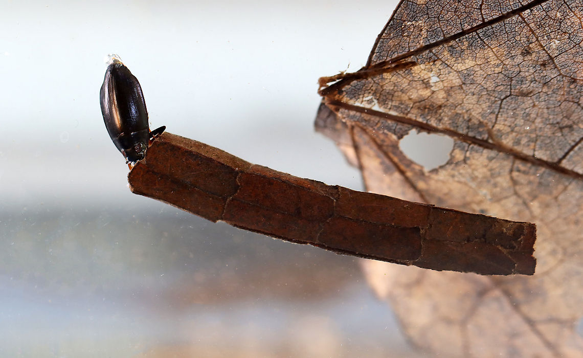 Caddisfly Larva - Family Phryganeidae I was trying to get a shot of the caddisfly's case, but this whirligig beetle kept trying to eat the caddisfly. I eventually had to remove the beetle before it killed the caddisfly.<br />
<br />
This larva was quite large. I didn't remove it from the case, but would guess it to be around 40 mm long. It had an orange head with dark brown stripes. Its case was made of leaf fragments that had been cut and stacked like rings.<br />
<br />
Habitat: Collected from a small, woodland pond Geotagged,Spring,United States,caddisfly,case,larva