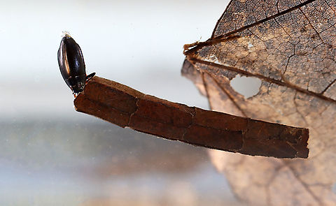Caddisfly Larva - Family Phryganeidae I was trying to get a shot of the caddisfly's case, but this whirligig beetle kept trying to eat the caddisfly. I eventually had to remove the beetle before it killed the caddisfly.

This larva was quite large. I didn't remove it from the case, but would guess it to be around 40 mm long. It had an orange head with dark brown stripes. Its case was made of leaf fragments that had been cut and stacked like rings.

Habitat: Collected from a small, woodland pond Geotagged,Spring,United States,caddisfly,case,larva