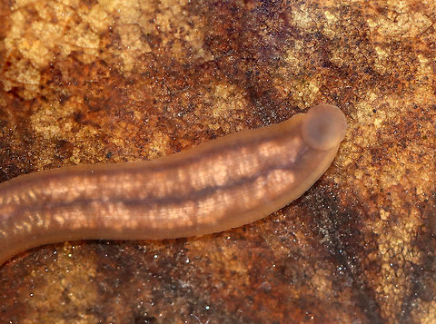 Freshwater Leech (Ventral) - Erpobdella sp. TL: ~3 cm? It constantly moves and stretches, so it is difficult to get an accurate measurement. This photo shows one end attached to the aquarium glass.

Habitat: Collected from a small, woodland pond
https://www.jungledragon.com/image/111141/freshwater_leech_-_phylum_annelida_class_clitellata_subclass_hirudinea.html
https://www.jungledragon.com/image/111140/freshwater_leech_-_phylum_annelida_class_clitellata_subclass_hirudinea.html Erpobdella,Geotagged,Hirudinea,Spring,United States,annelida,clitellata,freshwater leech,leech