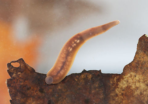 Freshwater Leech (Ventral ) - Erpobdella sp. TL: ~3 cm? It constantly moves and stretches, so it is difficult to get an accurate measurement.

Habitat: Collected from a small, woodland pond
https://www.jungledragon.com/image/111140/freshwater_leech_-_phylum_annelida_class_clitellata_subclass_hirudinea.html
https://www.jungledragon.com/image/111141/freshwater_leech_-_phylum_annelida_class_clitellata_subclass_hirudinea.html Erpobdella,Geotagged,Spring,United States
