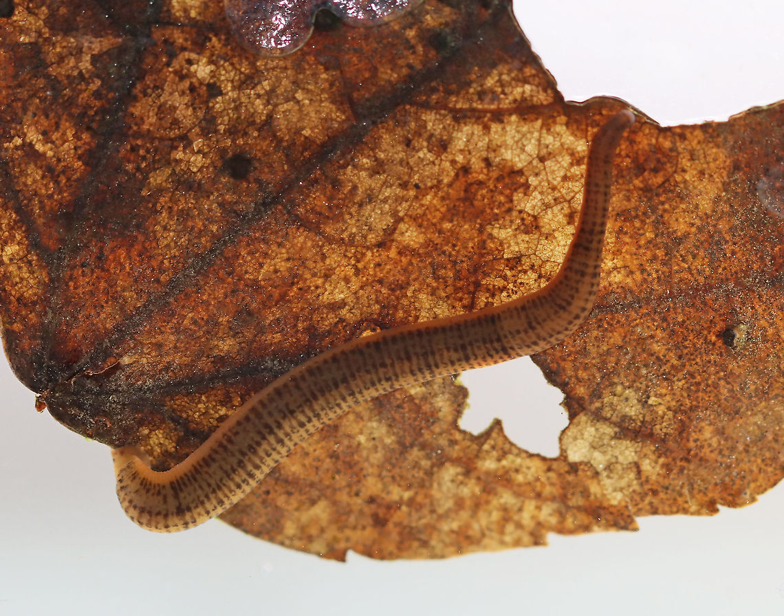 Freshwater Leech (Dorsal) - Phylum Annelida, Class Clitellata, Subclass Hirudinea TL: ~3 cm? It constantly moves and stretches, so it is difficult to get an accurate measurement.<br />
<br />
Habitat: Collected from a small, woodland pond<br />
<figure class="photo"><a href="https://www.jungledragon.com/image/111139/freshwater_leech_ventral_-_erpobdella_sp.html" title="Freshwater Leech (Ventral) - Erpobdella sp."><img src="https://s3.amazonaws.com/media.jungledragon.com/images/3232/111139_thumb.jpg?AWSAccessKeyId=05GMT0V3GWVNE7GGM1R2&Expires=1769040010&Signature=kB3aqenOJ109frBEgpwuznVsBNI%3D" width="200" height="150" alt="Freshwater Leech (Ventral) - Erpobdella sp. TL: ~3 cm? It constantly moves and stretches, so it is difficult to get an accurate measurement. This photo shows one end attached to the aquarium glass.<br />
<br />
Habitat: Collected from a small, woodland pond<br />
https://www.jungledragon.com/image/111141/freshwater_leech_-_phylum_annelida_class_clitellata_subclass_hirudinea.html<br />
https://www.jungledragon.com/image/111140/freshwater_leech_-_phylum_annelida_class_clitellata_subclass_hirudinea.html Erpobdella,Geotagged,Hirudinea,Spring,United States,annelida,clitellata,freshwater leech,leech" /></a></figure><br />
<figure class="photo"><a href="https://www.jungledragon.com/image/111140/freshwater_leech_ventral_-_erpobdella_sp.html" title="Freshwater Leech (Ventral ) - Erpobdella sp."><img src="https://s3.amazonaws.com/media.jungledragon.com/images/3232/111140_thumb.jpg?AWSAccessKeyId=05GMT0V3GWVNE7GGM1R2&Expires=1769040010&Signature=%2Fvk8tNDyb16vpbSS5oiEPh2GgNw%3D" width="200" height="140" alt="Freshwater Leech (Ventral ) - Erpobdella sp. TL: ~3 cm? It constantly moves and stretches, so it is difficult to get an accurate measurement.<br />
<br />
Habitat: Collected from a small, woodland pond<br />
https://www.jungledragon.com/image/111140/freshwater_leech_-_phylum_annelida_class_clitellata_subclass_hirudinea.html<br />
https://www.jungledragon.com/image/111141/freshwater_leech_-_phylum_annelida_class_clitellata_subclass_hirudinea.html Erpobdella,Geotagged,Spring,United States" /></a></figure> Geotagged,Spring,United States