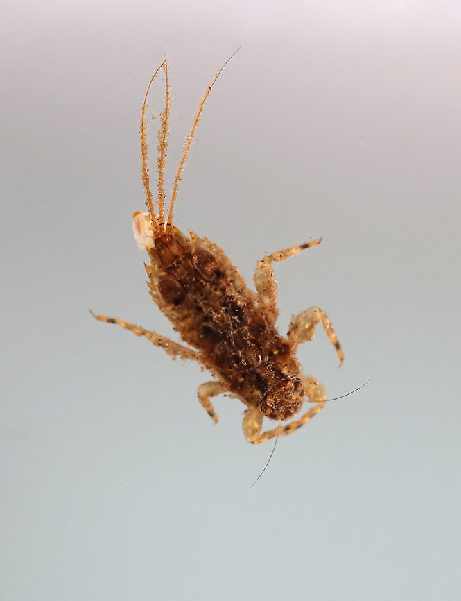 Spiny Crawler (Ephemerellidae) Mayfly Nymph - Eurylophella sp. TL: ~5 mm. Enlarged gills on the 4th abdominal segment are semi-operculate. <br />
<br />
Habitat: Collected from a small, woodland pond Ephemerellidae,Ephemeroptera,Geotagged,Spiny Crawler,Spring,United States,larva,mayfly,mayfly nymph,nymph