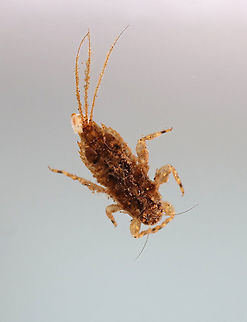 Spiny Crawler (Ephemerellidae) Mayfly Nymph - Eurylophella sp. TL: ~5 mm. Enlarged gills on the 4th abdominal segment are semi-operculate. 

Habitat: Collected from a small, woodland pond Ephemerellidae,Ephemeroptera,Geotagged,Spiny Crawler,Spring,United States,larva,mayfly,mayfly nymph,nymph