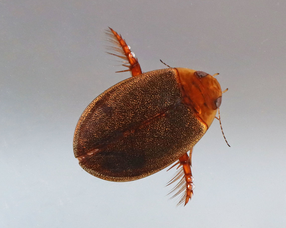 Predaceous Diving Beetle - Graphoderus liberus Streamlined, oval-shaped body; filamentous antennae; Segment A1 split into 2 parts by legs; elytra heavily speckled.<br />
<br />
Habitat: Collected in a small, woodland pond<br />
 Dytiscidae,Geotagged,Graphoderus,Graphoderus liberus,Predaceous Diving Beetle,Spring,United States,beetle