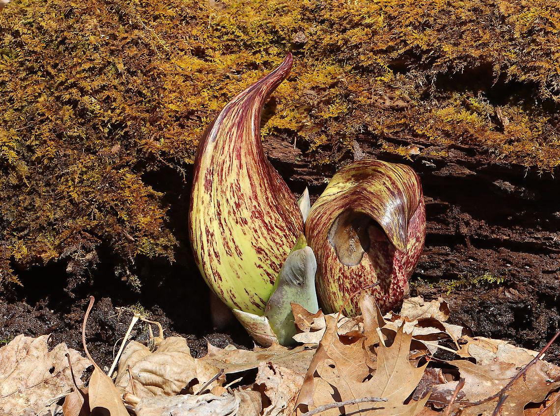 Eastern Skunk Cabbage - Symplocarpus foetidus FINALLY! This is the first wildflower I&#039;ve seen so far this spring.<br />
<br />
Habitat: Mesic forest Eastern skunk cabbage,Geotagged,Spring,Symplocarpus,Symplocarpus foetidus,United States,skunk cabbage