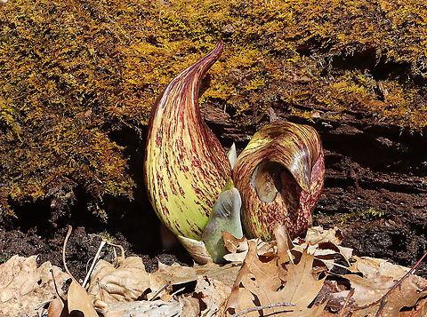 Eastern Skunk Cabbage - Symplocarpus foetidus FINALLY! This is the first wildflower I've seen so far this spring.

Habitat: Mesic forest Eastern skunk cabbage,Geotagged,Spring,Symplocarpus,Symplocarpus foetidus,United States,skunk cabbage