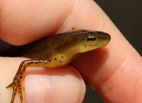 Eastern Newt (Male) - Notophthalmus viridescens This is the adult form of this salamander. Dorsally, they are olive green with small red spots that are outlined in black, while their bellies are yellow with small black speckles. The juveniles (red efts) are easily recognized for their bright orange-red color. Adults are aquatic, but they can survive on land if their aquatic habitat becomes unsuitable or if there's a drought. I found lots of adults in the pond on this day.

Habitat: Woodland pond Eastern newt,Geotagged,Notophthalmus,Notophthalmus viridescens,Spring,United States,male salamander,newt,salamander