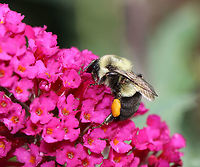 Common Eastern Bumble Bee - Bombus impatiens Not all bees collect pollen, and the ones that do collect it in different ways. For example, leafcutter bees carry pollen on the scopal hairs on their abdomen, some bees in the family Colletidae carry pollen internally, and mining bees carry pollen in their 'armpits'. <br />
<br />
Most wild bees do not have pollen baskets. But, honey bees and bumble bees do have pollen baskets (called corbiculae). A corbicula is made up of hairs blended together to form a concave shape. In this photo, you can see one pollen basket on the bee's hindleg.<br />
<br />
Habitat: garden<br />
https://www.jungledragon.com/image/111207/common_eastern_bumble_bee_corbicula-_bombus_impatiens.html Bombus,Bombus impatiens,Common eastern bumble bee,Geotagged,Summer,United States,bee,bumble bee,bumblebee,corbiculae