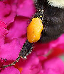 Common Eastern Bumble Bee Corbicula- Bombus impatiens Not all bees collect pollen, and the ones that do collect it in different ways. For example, leafcutter bees carry pollen on the scopal hairs on their abdomen, some bees in the family Colletidae carry pollen internally, and mining bees carry pollen in their 'armpits'.<br />
<br />
Most wild bees do not have pollen baskets. But, honey bees and bumble bees do have pollen baskets (called corbiculae). A corbicula is made up of hairs blended together to form a concave shape. In this photo, you can see one pollen basket on the bee's hindleg.<br />
<br />
Habitat: garden<br />
https://www.jungledragon.com/image/111206/common_eastern_bumble_bee_-_bombus_impatiens.html Bombus,Bombus impatiens,Common eastern bumble bee,Geotagged,Summer,United States,bee,corbicula