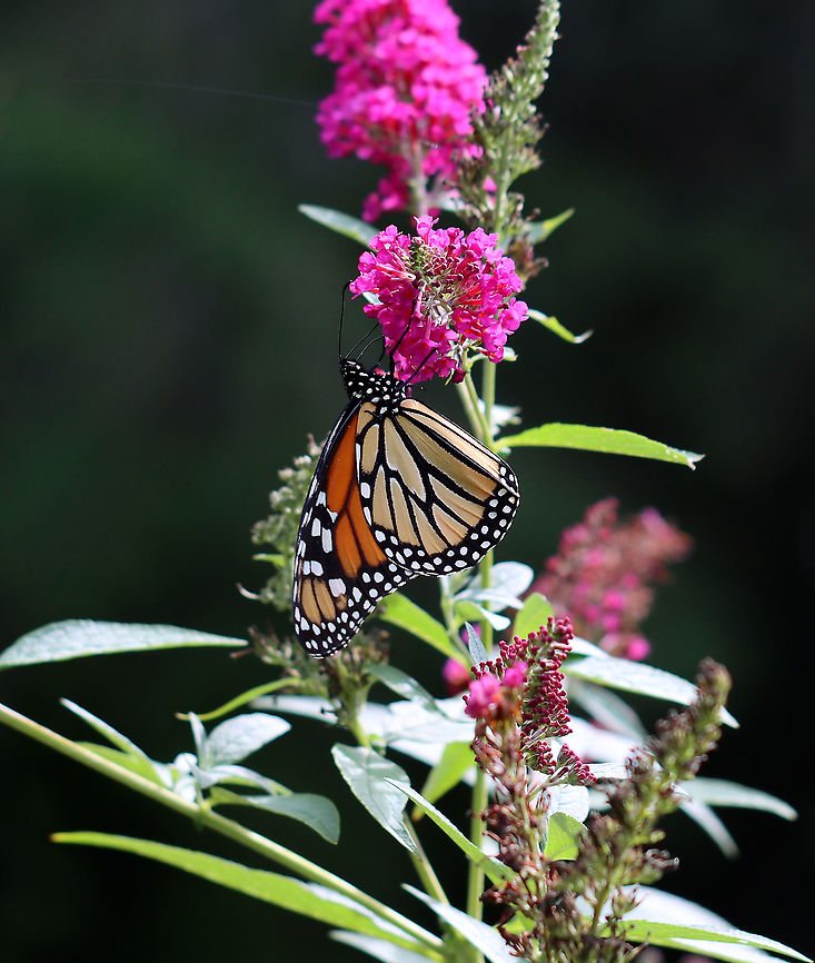 Monarch Butterfly - Danaus plexippus Habitat: Garden Danaus,Danaus plexippus,Geotagged,Monarch butterfly,Summer,United States,butterfly,monarch