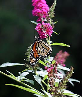 Monarch Butterfly - Danaus plexippus Habitat: Garden Danaus,Danaus plexippus,Geotagged,Monarch butterfly,Summer,United States,butterfly,monarch