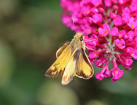 Zabulon Skipper - Lon zabulon Habitat: Garden Geotagged,Lon,Poanes zabulon,Summer,United States,Zabulon skipper,butterfly,skipper