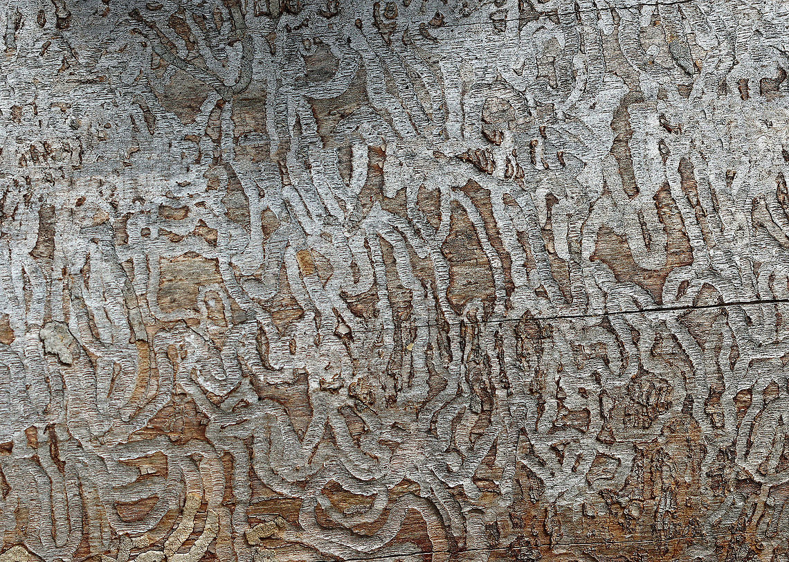 Beetle Galleries Look at all the galleries in this wood!! They were probably made by  emerald ash borer (Agrilus planipennis) larvae.<br />
<br />
Habitat: Decorticated, rotting tree; meadow edge Geotagged,Summer,United States,beetle galleries,galleries,signs of wildlife
