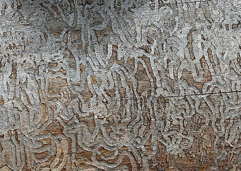 Beetle Galleries Look at all the galleries in this wood!! They were probably made by  emerald ash borer (Agrilus planipennis) larvae.

Habitat: Decorticated, rotting tree; meadow edge Geotagged,Summer,United States,beetle galleries,galleries,signs of wildlife