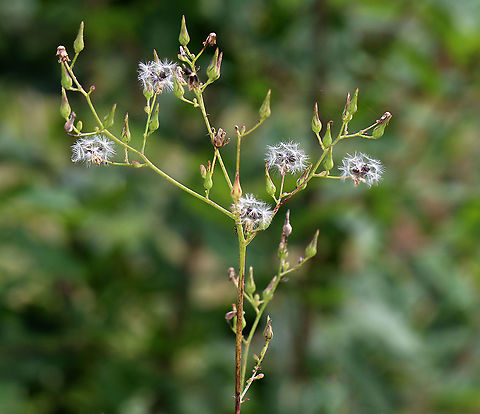 Canada Lettuce - Lactuca canadensis Habitat: Meadow
https://www.jungledragon.com/image/111213/canada_lettuce_-_lactuca_canadensis.html
https://www.jungledragon.com/image/111212/canada_lettuce_-_lactuca_canadensis.html Canada Lettuce,Geotagged,Lactuca,Lactuca canadensis,Summer,Tall Lettuce,United States