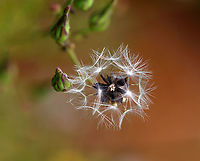 Canada Lettuce - Lactuca canadensis Habitat: Meadow<br />
https://www.jungledragon.com/image/111211/canada_lettuce_-_lactuca_canadensis.html<br />
https://www.jungledragon.com/image/111213/canada_lettuce_-_lactuca_canadensis.html Geotagged,Lactuca canadensis,Summer,Tall Lettuce,United States