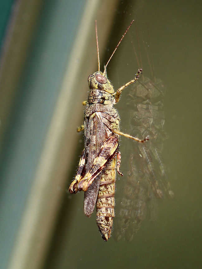 Pine Tree Spur-throat Grasshopper - Melanoplus punctulatus Habitat: Resting on the side of an old maple sugaring house; meadow/forest edge Geotagged,Melanoplus punctulatus,Pine Tree Spur-throat Grasshopper,Summer,United States,grasshopper,melanoplus
