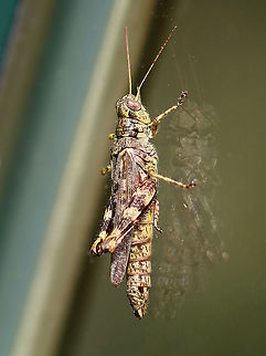 Pine Tree Spur-throat Grasshopper - Melanoplus punctulatus Habitat: Resting on the side of an old maple sugaring house; meadow/forest edge Geotagged,Melanoplus punctulatus,Pine Tree Spur-throat Grasshopper,Summer,United States,grasshopper,melanoplus