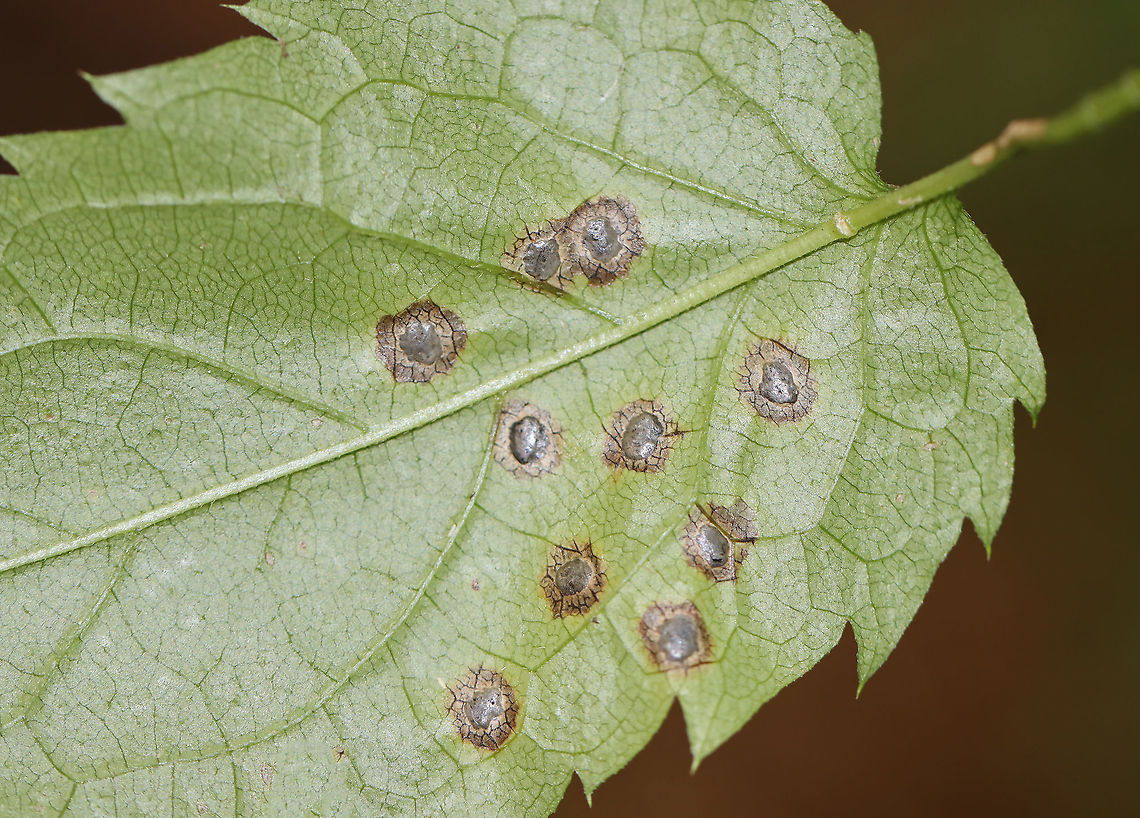 Galls (Asteromyia sp.) on Eurybia sp. Habitat: Aster (Eurybia sp.) Asteromyia,Eurybia,Geotagged,Summer,United States,galls