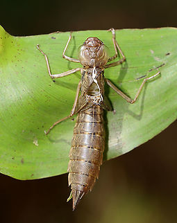 Dragonfly Exuvia Habitat: Clinging to vegetation in a small pond
https://www.jungledragon.com/image/111218/dragonfly_exuvia.html Dragonfly exuvia,Geotagged,Summer,United States,exuviae