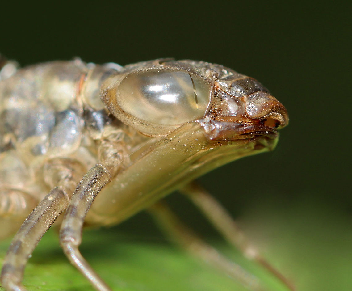 Dragonfly Exuvia Habitat: Clinging to vegetation in a small pond<br />
<figure class="photo"><a href="https://www.jungledragon.com/image/111217/dragonfly_exuvia.html" title="Dragonfly Exuvia"><img src="https://s3.amazonaws.com/media.jungledragon.com/images/3232/111217_thumb.jpg?AWSAccessKeyId=05GMT0V3GWVNE7GGM1R2&Expires=1769040010&Signature=57ehBCbLeyy6wjrZhfoubI6K180%3D" width="122" height="152" alt="Dragonfly Exuvia Habitat: Clinging to vegetation in a small pond<br />
https://www.jungledragon.com/image/111218/dragonfly_exuvia.html Dragonfly exuvia,Geotagged,Summer,United States,exuviae" /></a></figure> Geotagged,Summer,United States,exuvia