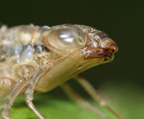 Dragonfly Exuvia Habitat: Clinging to vegetation in a small pond
https://www.jungledragon.com/image/111217/dragonfly_exuvia.html Geotagged,Summer,United States,exuvia