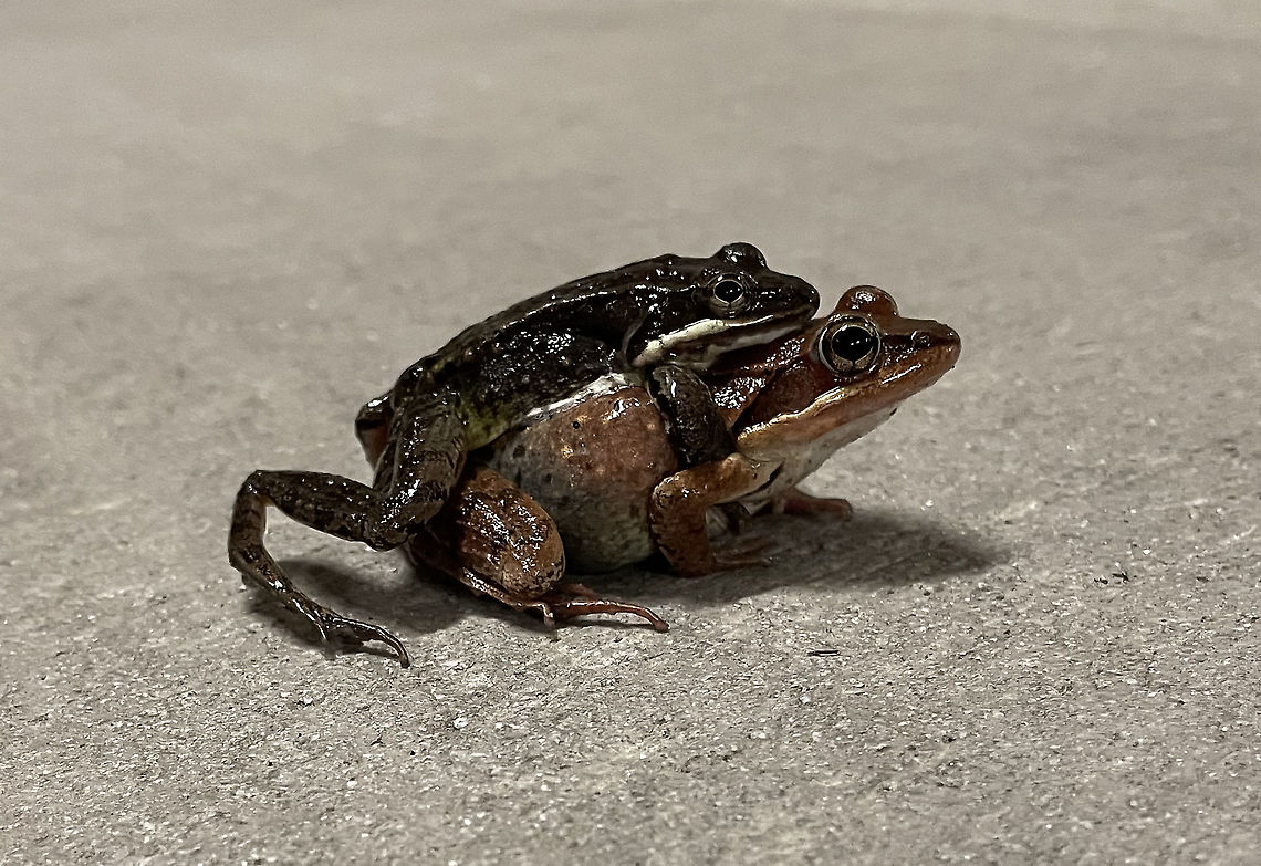 Wood Frogs - Lithobates sylvaticus The frogs were so loud in my neighborhood last night that I decided to go for a midnight stroll through my neighborhood to see what was up. I probably saw around 100 wood frogs, at least half of which were mating -- in grass, on sidewalks, in a parking garage, and even in storm drains. Sadly, some had been squished by cars.<br />
<br />
Habitat: Semi-rural area<br />
<br />
<section class="video"><iframe width="448" height="252" src="https://player.vimeo.com/video/528882779?title=0&byline=0&portrait=0" frameborder="0"></iframe></section><br />
<section class="video"><iframe width="448" height="252" src="https://player.vimeo.com/video/528886773?title=0&byline=0&portrait=0" frameborder="0"></iframe></section> Geotagged,Lithobates,Lithobates sylvaticus,Spring,United States,Wood frog,frogs,mating frogs,woodcall