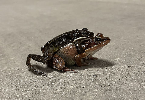 Wood Frogs - Lithobates sylvaticus The frogs were so loud in my neighborhood last night that I decided to go for a midnight stroll through my neighborhood to see what was up. I probably saw around 100 wood frogs, at least half of which were mating -- in grass, on sidewalks, in a parking garage, and even in storm drains. Sadly, some had been squished by cars.

Habitat: Semi-rural area

https://vimeo.com/528882779
https://vimeo.com/528886773 Geotagged,Lithobates,Lithobates sylvaticus,Spring,United States,Wood frog,frogs,mating frogs,woodcall