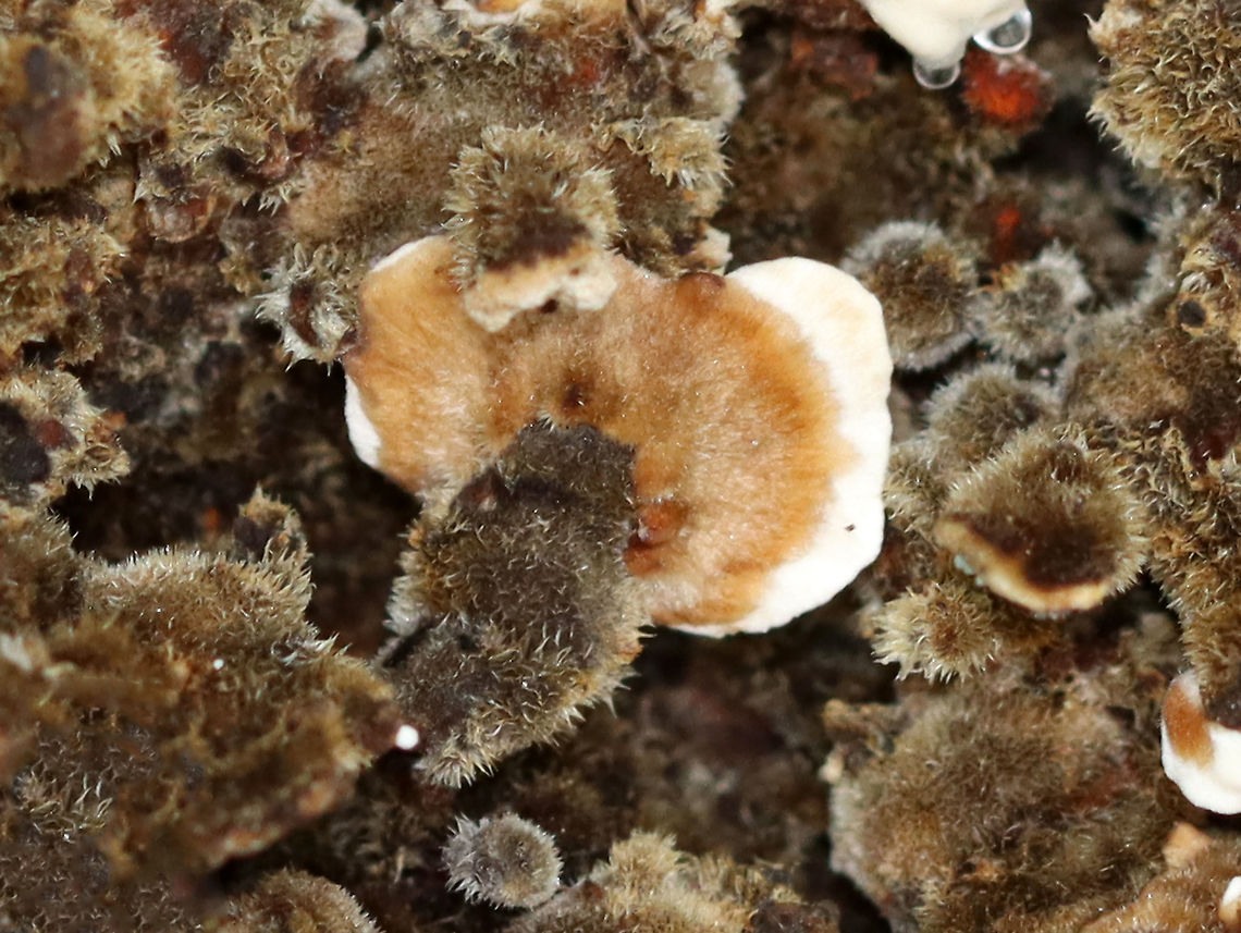 Trametes versicolor Habitat: Rotting hardwood; mixed forest<br />
<figure class="photo"><a href="https://www.jungledragon.com/image/111297/trametes_versicolor.html" title="Trametes versicolor"><img src="https://s3.amazonaws.com/media.jungledragon.com/images/3232/111297_thumb.jpg?AWSAccessKeyId=05GMT0V3GWVNE7GGM1R2&Expires=1769040010&Signature=gMVF1sMl4I2cg0aX9GAfUxS%2BaBM%3D" width="200" height="140" alt="Trametes versicolor Habitat: Rotting hardwood; mixed forest<br />
https://www.jungledragon.com/image/111295/polypore_fungus.html<br />
https://www.jungledragon.com/image/111296/polypore_fungus.html Geotagged,Polypore,Summer,Trametes versicolor,Turkey Tail,United States,fungi,fungus" /></a></figure><br />
<figure class="photo"><a href="https://www.jungledragon.com/image/111296/trametes_versicolor.html" title="Trametes versicolor"><img src="https://s3.amazonaws.com/media.jungledragon.com/images/3232/111296_thumb.jpg?AWSAccessKeyId=05GMT0V3GWVNE7GGM1R2&Expires=1769040010&Signature=E1ySsl1hiFXGlQjRvxMGIl9%2FMYk%3D" width="200" height="160" alt="Trametes versicolor Habitat: Rotting hardwood; mixed forest<br />
https://www.jungledragon.com/image/111295/polypore_fungus.html<br />
https://www.jungledragon.com/image/111297/polypore_fungus.html Geotagged,Summer,Trametes versicolor,Turkey Tail,United States" /></a></figure> Geotagged,Summer,Trametes versicolor,Turkey Tail,United States