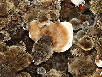 Trametes versicolor Habitat: Rotting hardwood; mixed forest<br />
https://www.jungledragon.com/image/111297/polypore_fungus.html<br />
https://www.jungledragon.com/image/111296/polypore_fungus.html Geotagged,Summer,Trametes versicolor,Turkey Tail,United States