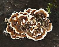Trametes versicolor Habitat: Rotting hardwood; mixed forest<br />
https://www.jungledragon.com/image/111295/polypore_fungus.html<br />
https://www.jungledragon.com/image/111297/polypore_fungus.html Geotagged,Summer,Trametes versicolor,Turkey Tail,United States
