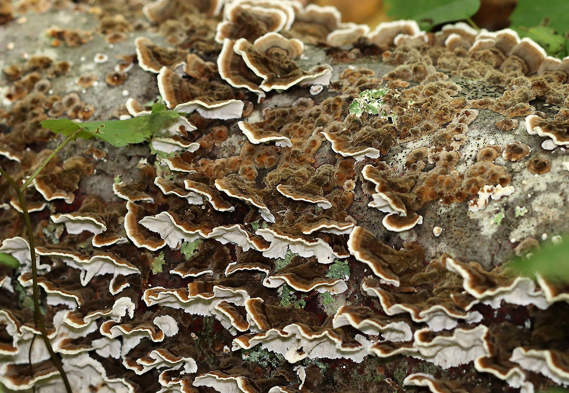 Trametes versicolor Habitat: Rotting hardwood; mixed forest<br />
<figure class="photo"><a href="https://www.jungledragon.com/image/111295/trametes_versicolor.html" title="Trametes versicolor"><img src="https://s3.amazonaws.com/media.jungledragon.com/images/3232/111295_thumb.jpg?AWSAccessKeyId=05GMT0V3GWVNE7GGM1R2&Expires=1759968010&Signature=09hvT1hBlmOnoO68Z8C9Ot9YOSA%3D" width="200" height="152" alt="Trametes versicolor Habitat: Rotting hardwood; mixed forest<br />
https://www.jungledragon.com/image/111297/polypore_fungus.html<br />
https://www.jungledragon.com/image/111296/polypore_fungus.html Geotagged,Summer,Trametes versicolor,Turkey Tail,United States" /></a></figure><br />
<figure class="photo"><a href="https://www.jungledragon.com/image/111296/trametes_versicolor.html" title="Trametes versicolor"><img src="https://s3.amazonaws.com/media.jungledragon.com/images/3232/111296_thumb.jpg?AWSAccessKeyId=05GMT0V3GWVNE7GGM1R2&Expires=1759968010&Signature=Bc6KLdsmNeLjJFGaz3EwOVsv1uE%3D" width="200" height="160" alt="Trametes versicolor Habitat: Rotting hardwood; mixed forest<br />
https://www.jungledragon.com/image/111295/polypore_fungus.html<br />
https://www.jungledragon.com/image/111297/polypore_fungus.html Geotagged,Summer,Trametes versicolor,Turkey Tail,United States" /></a></figure> Geotagged,Polypore,Summer,Trametes versicolor,Turkey Tail,United States,fungi,fungus