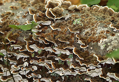Trametes versicolor Habitat: Rotting hardwood; mixed forest
https://www.jungledragon.com/image/111295/polypore_fungus.html
https://www.jungledragon.com/image/111296/polypore_fungus.html Geotagged,Polypore,Summer,Trametes versicolor,Turkey Tail,United States,fungi,fungus