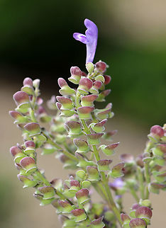 Hoary Skullcap - Scutellaria incana Habitat: Garden Geotagged,Hoary skullcap,Scutellaria,Scutellaria incana,Summer,United States