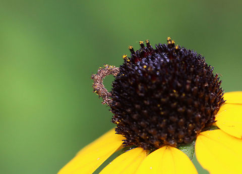 Wavy-lined Emerald Caterpillar - Synchlora aerata The caterpillars of this species camouflage themselves with plant fragments as they feed!

Habitat: Garden Geotagged,Summer,Synchlora,Synchlora aerata,United States,Wavy-lined emerald moth,caterpillar,larva