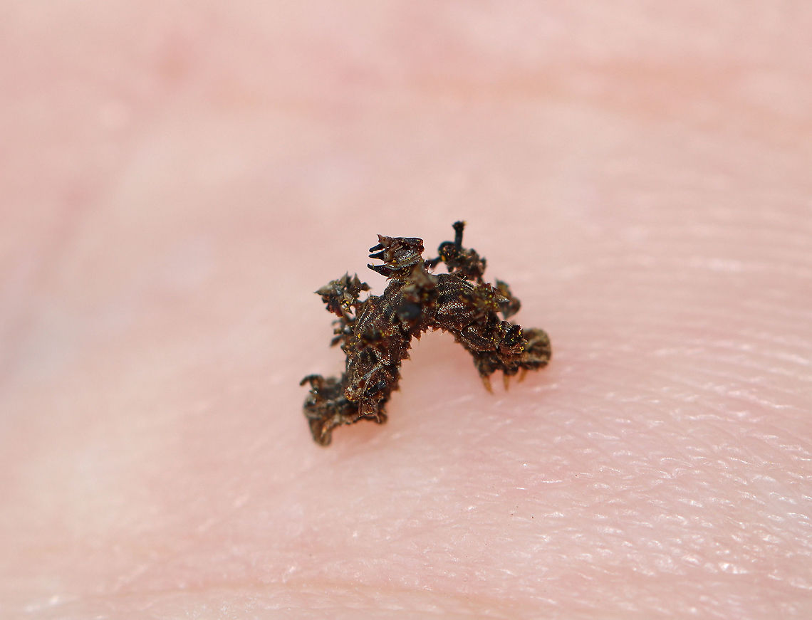 Wavy-lined Emerald Caterpillar - Synchlora aerata The caterpillars of this species camouflage themselves with plant fragments as they feed!<br />
<br />
Habitat: Garden Geotagged,Summer,Synchlora aerata,United States,Wavy-lined emerald moth