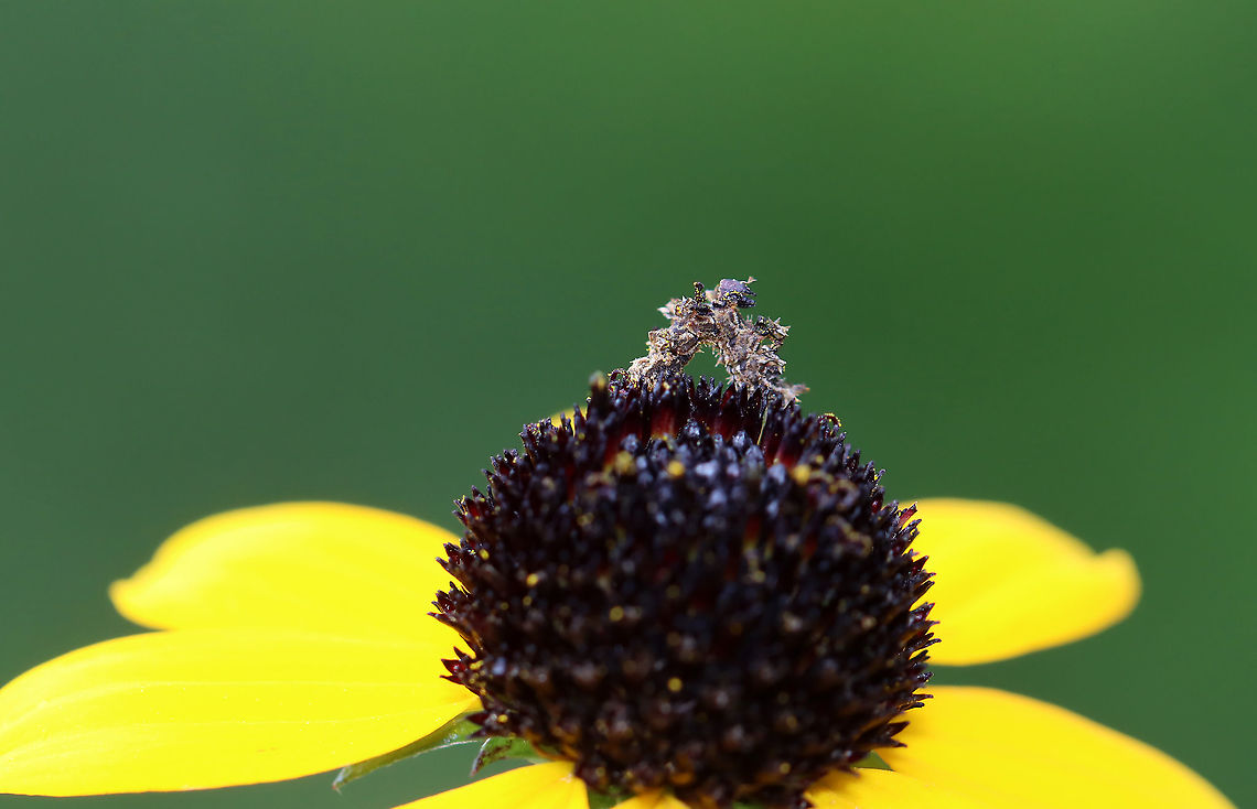 Wavy-lined Emerald Caterpillar - Synchlora aerata The caterpillars of this species camouflage themselves with plant fragments as they feed!<br />
<br />
Habitat: Garden Geotagged,Summer,Synchlora aerata,United States,Wavy-lined emerald moth