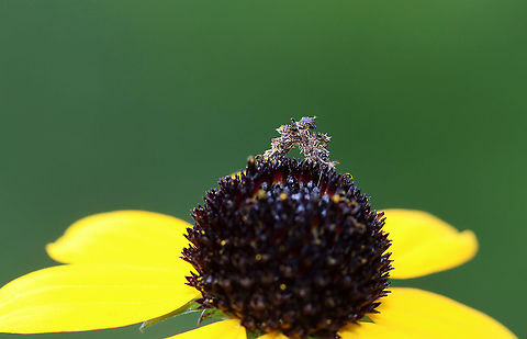 Wavy-lined Emerald Caterpillar - Synchlora aerata The caterpillars of this species camouflage themselves with plant fragments as they feed!

Habitat: Garden Geotagged,Summer,Synchlora aerata,United States,Wavy-lined emerald moth