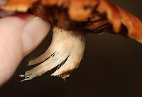 Cortinarius sp. Habitat: Growing on the ground; mixed forest<br />
https://www.jungledragon.com/image/111306/cortinarius_sp.html<br />
https://www.jungledragon.com/image/111307/cortinarius_sp.html Geotagged,Summer,United States