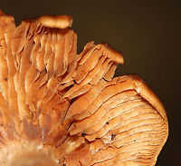 Cortinarius sp. Habitat: Growing on the ground; mixed forest<br />
https://www.jungledragon.com/image/111307/cortinarius_sp.html<br />
https://www.jungledragon.com/image/111305/cortinarius_sp.html Geotagged,Summer,United States,cortinarius,fungus,mushroom