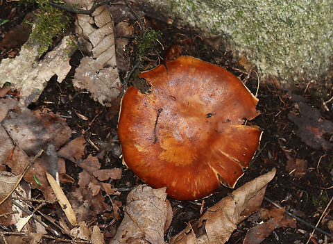 Cortinarius sp. Habitat: Growing on the ground; mixed forest
https://www.jungledragon.com/image/111305/cortinarius_sp.html
https://www.jungledragon.com/image/111306/cortinarius_sp.html Geotagged,Summer,United States