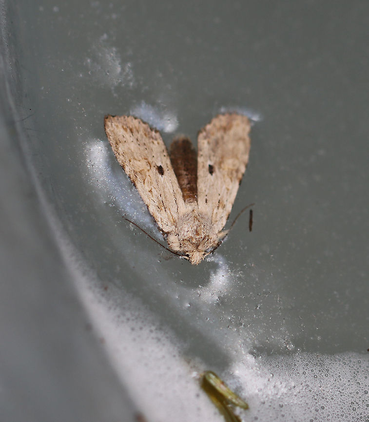 Nameless Pinion - Lithophane innominata Poor moth drowned in a bucket of maple sap.<br />
<br />
Habitat: Bucket of maple sap that was still attached to a maple tree Geotagged,Lithophane,Lithophane innominata,Nameless Pinion,Spring,United States,moth,pinion