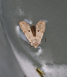 Nameless Pinion - Lithophane innominata Poor moth drowned in a bucket of maple sap.

Habitat: Bucket of maple sap that was still attached to a maple tree Geotagged,Lithophane,Lithophane innominata,Nameless Pinion,Spring,United States,moth,pinion