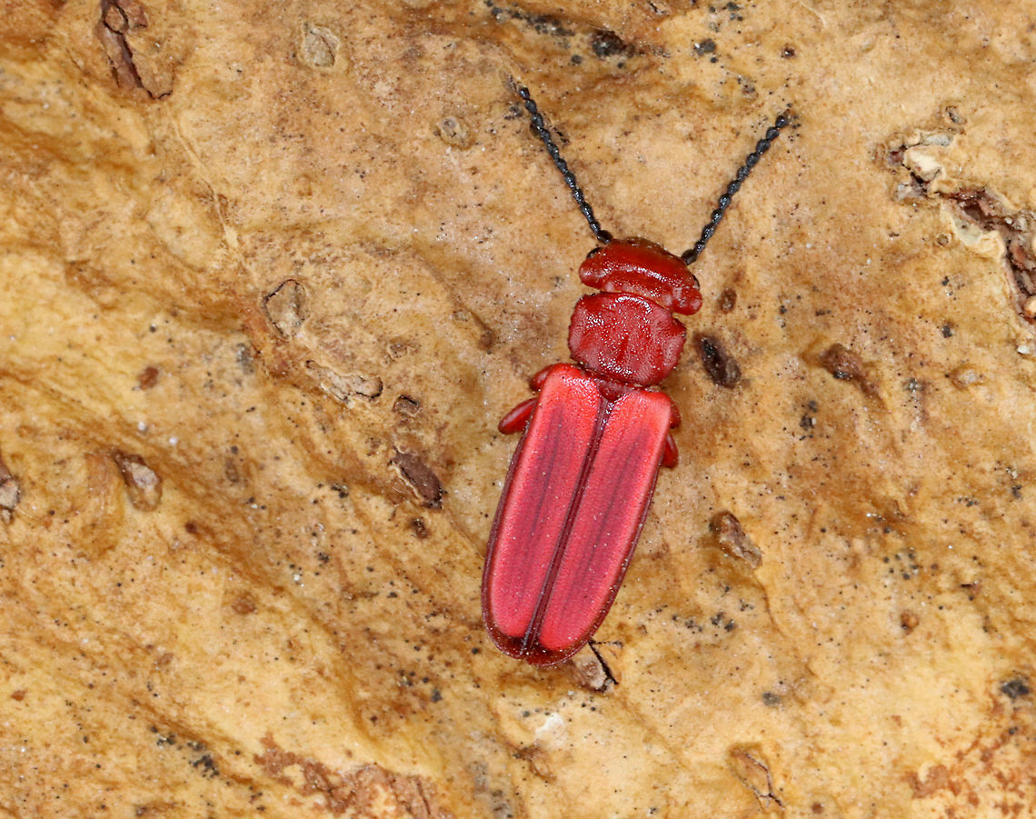 Flat Bark Beetle - Cucujus clavipes I was SHOCKED to see this beetle. It&#039;s one of my favorite species and I rarely see it.<br />
<br />
Habitat: Streamside in a deciduous forest<br />
<br />
*I took it home to photograph<br />
<figure class="photo"><a href="https://www.jungledragon.com/image/111410/flat_bark_beetle_-_cucujus_clavipes.html" title="Flat Bark Beetle - Cucujus clavipes"><img src="https://s3.amazonaws.com/media.jungledragon.com/images/3232/111410_thumb.jpg?AWSAccessKeyId=05GMT0V3GWVNE7GGM1R2&Expires=1769040010&Signature=QQ3gj8MbhJBAdtessupnErOzPRw%3D" width="200" height="158" alt="Flat Bark Beetle - Cucujus clavipes I was SHOCKED to see this beetle. It&#039;s one of my favorite species and I rarely see it.<br />
<br />
Habitat: Streamside in a deciduous forest<br />
<br />
*I took it home to photograph<br />
https://www.jungledragon.com/image/111409/flat_bark_beetle_-_cucujus_clavipes.html Cucujus clavipes,Flat Bark Beetle,Geotagged,Spring,United States" /></a></figure> Cucujus,Cucujus clavipes,Flat Bark Beetle,Geotagged,Spring,United States,beetle,red beetle